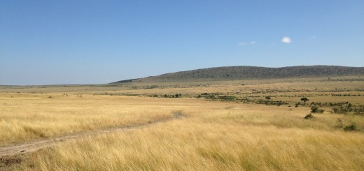 Looking over the Grasslands in Masai Mara