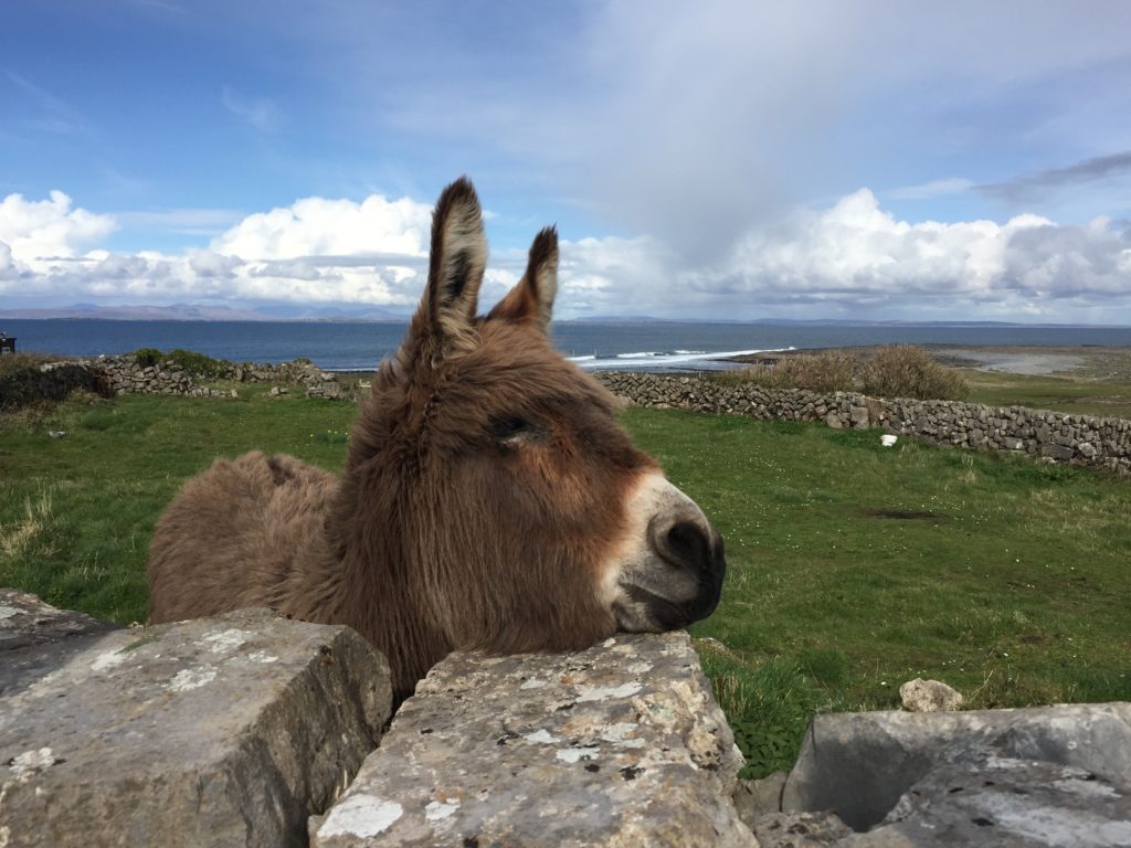 A Local Donkey on Inis Mor